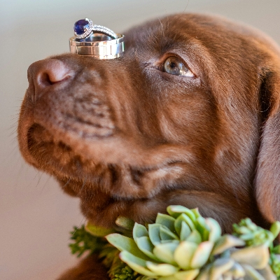 Wedding News: Wedding dog chaperone service Fetch and Flourish unleashes canine happiness