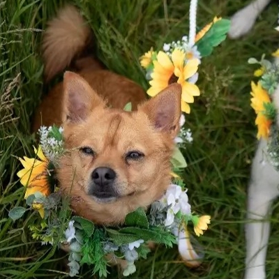 Wedding News: New wedding dog chaperone service, Warners Weddings, supports couples across Somerset
