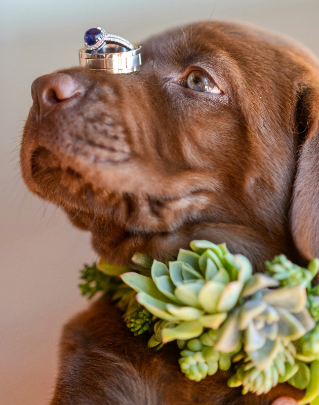 brown puppy with a wedding ring on his nose