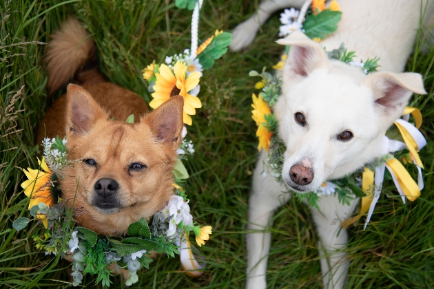 Two wedding dogs wearing flowers